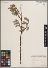 Foto von Salix discolor Muhl.